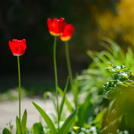 Vendégház Pensiunea La Despani Brassó