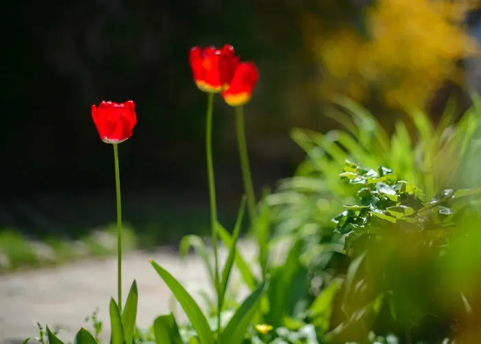 Guest house Pensiunea La Despani Brasov